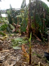 Irma banna crop